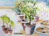 Zitronenbäumchen (Gardasee) 3, 36 x 48 cm